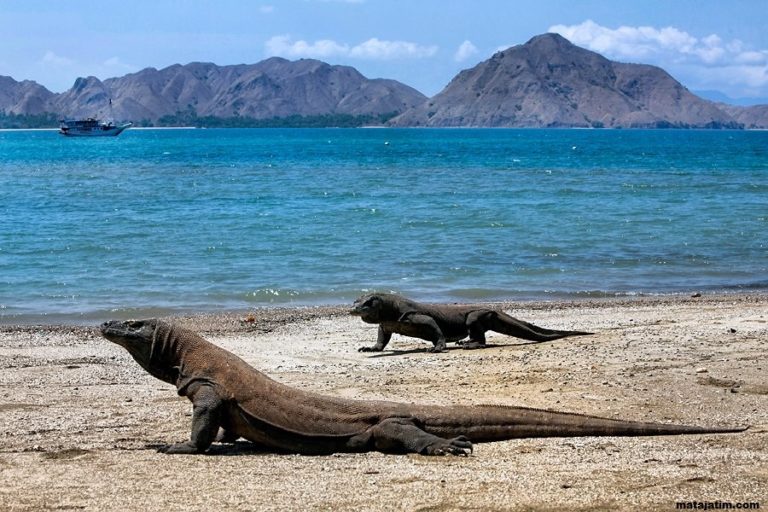 pulau-komodo-adyatama-tour – Nusa Flores | Komodo Flores Tour Packages